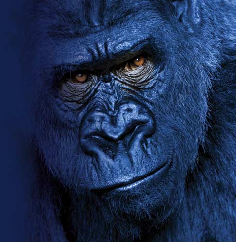 About The Blue Gorilla News Team